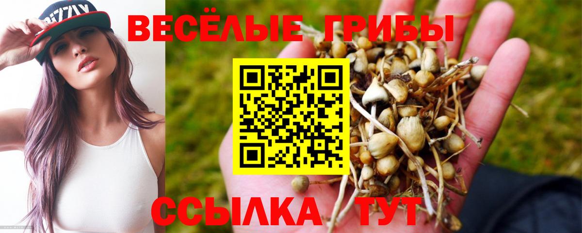 Ярцево  Галлюциногенные грибы Psilocybine cubensis  Вход с VPN 